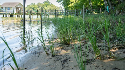Water and tall grasses at Pickering Creek Audubon Center