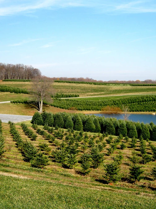 Rolling green hills of a tree farm