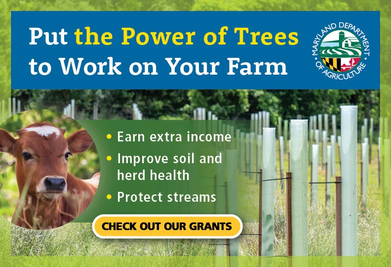 Put the Power of Trees to Work on Your Farm banner with a brown calf and tree tubes