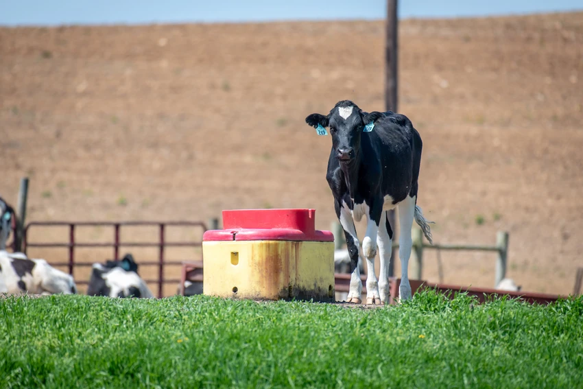 Young black and white cow at livestock waterer