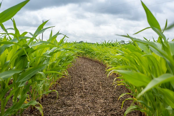 No till field with corn