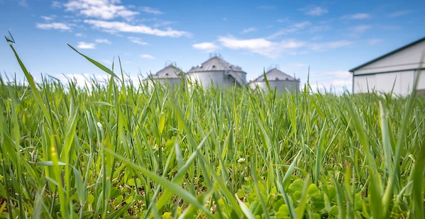 Field of cover crops with silos in the background