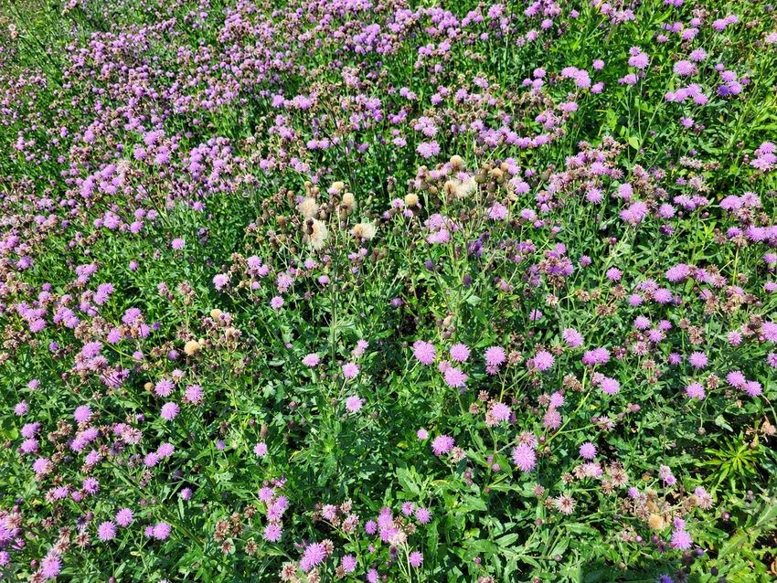 Canada thistle, more information in the caption.