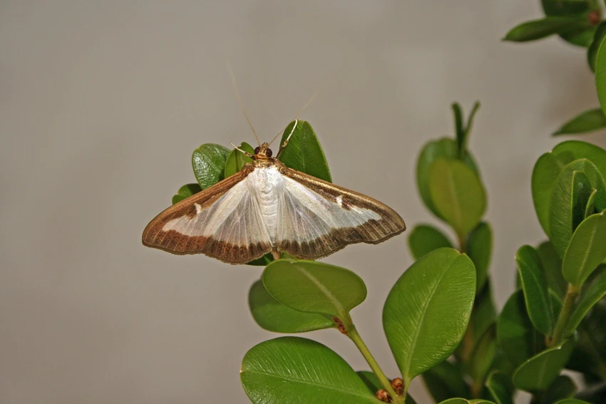 Adult Box Tree Moth