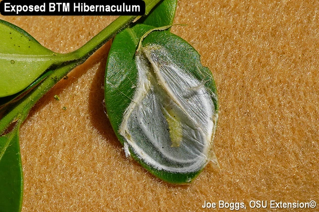 Exposed Box Tree Moth Hibernaculum