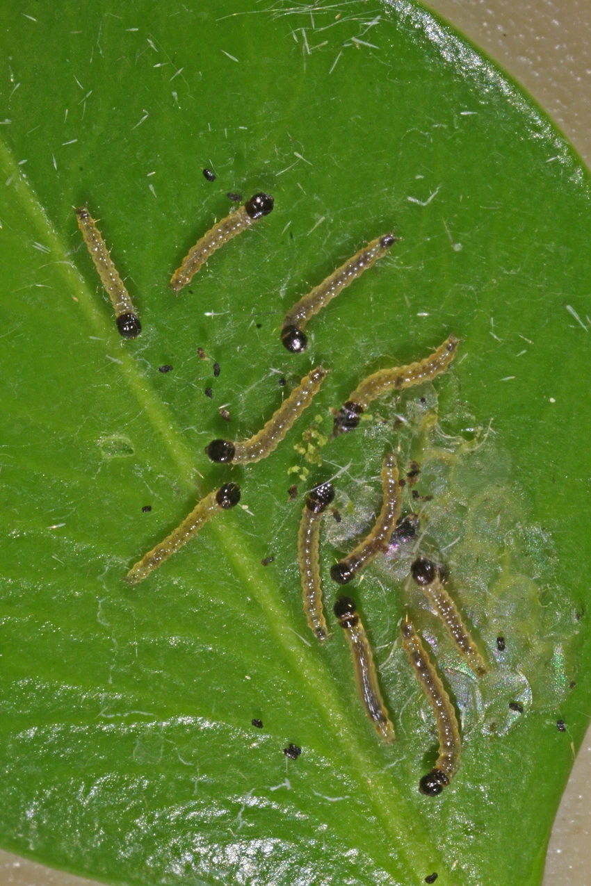 Early Instar Larvae
