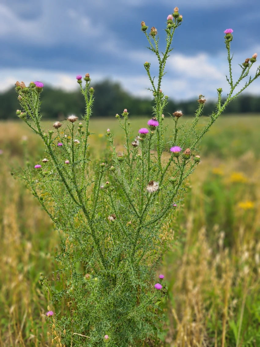 Plumeless thistle, more information in the caption.