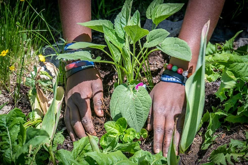 Two youthful, dark-skinned hands planting young green plants in a garden.