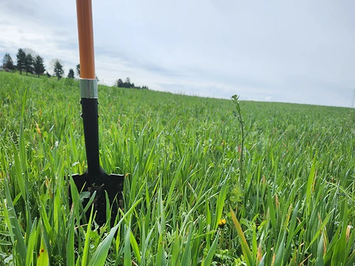 Shovel standing up in a healthy green cover crop field