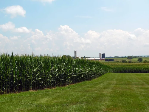 Corn field with farm in background, Western Maryland