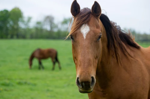 Beautiful brown horses in green pasture 