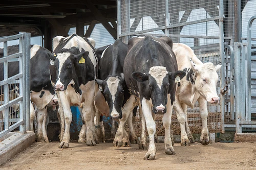 Black and white dairy cows leaving the milking parlour