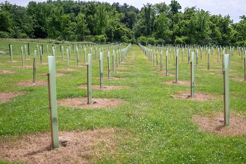 Rows of newly planted tree tubes on small farm with mature woods in background