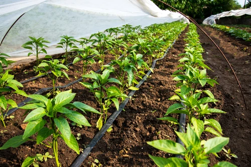 Shutterstock image of green peppers growing in a greenhouse with irrigation