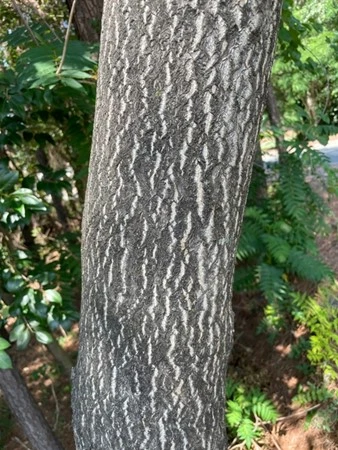 Tree of heaven bark