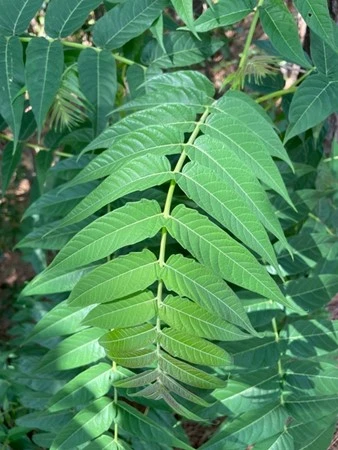 Tree of heaven leaves