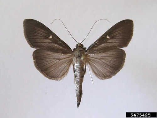 Image Number: 5475425 box tree moth (Cydalima perspectalis (Walker, 1859)) Rare dark morph