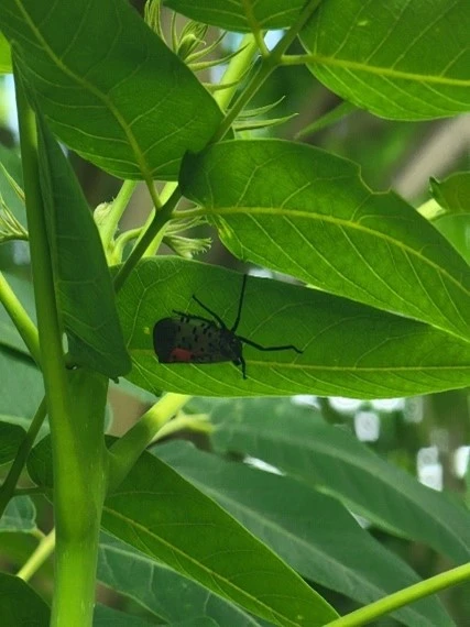 Spotted lanternfly hidden under a leaf