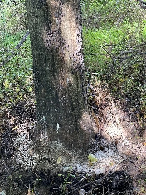 Adult spotted lanternflies and egg masses