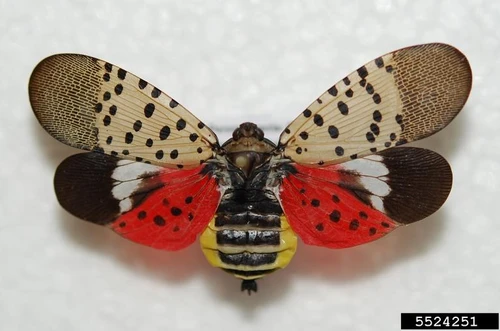 Adult Spotted Lanternfly