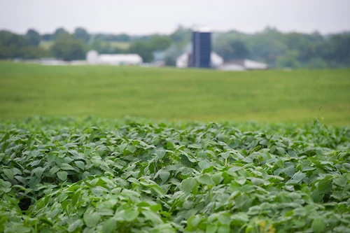Soybean field with dairy operation in the distance