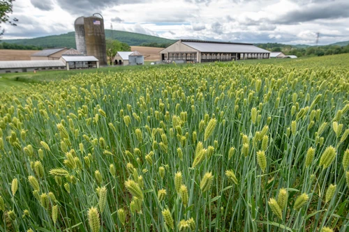 Western Maryland Dairy Farm
