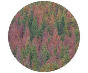 Trees