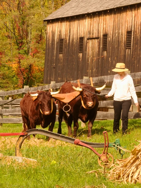 A person in a straw hat guides two oxen with yokes on a grassy field. Behind them, a wooden barn and fence create a rustic, autumnal farm scene.