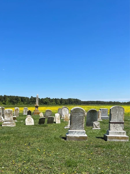 A grassy cemetery with numerous white gravestones and a background of trees and yellow flowers under a blue sky.