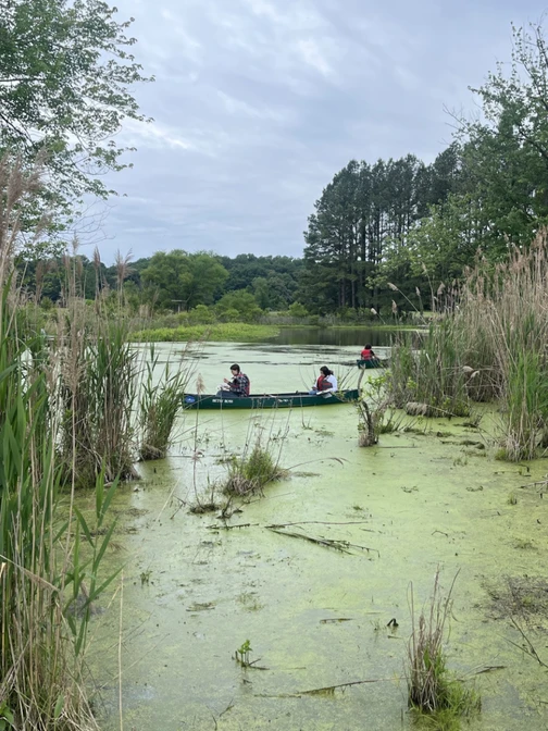 People in green canoes paddling through a calm pond covered in bright green duckweed and algae.