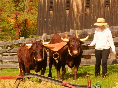A person in a straw hat guides two oxen with yokes on a grassy field. Behind them, a wooden barn and fence create a rustic, autumnal farm scene.