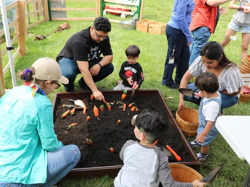 Adults and children "harvest" toy carrots from a soil-filled planter at an outdoor farm-themed event for kids.