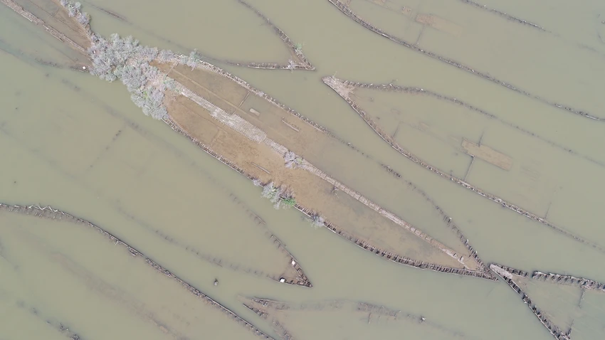 Aerial view showing multiple submerged wooden shipwrecks arranged in rows in shallow water.