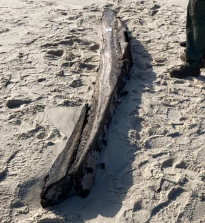 wooden ship timber on the beach with person standing next to it