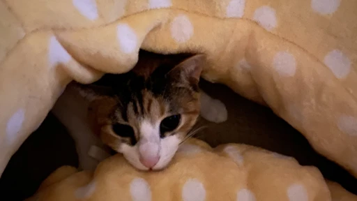 Polka dot kitty