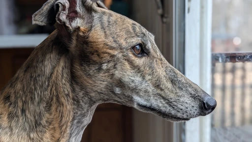 A red brindle greyhound looking out a window