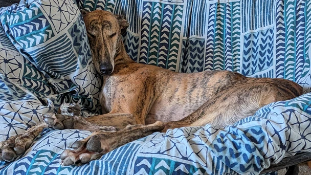 greyhound asleep on a comfy chair