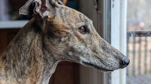A red brindle greyhound looking out a window