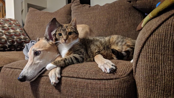 photo of a cat