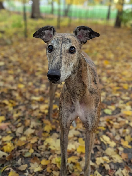 a brindle greyhound surrounded by fall foliage