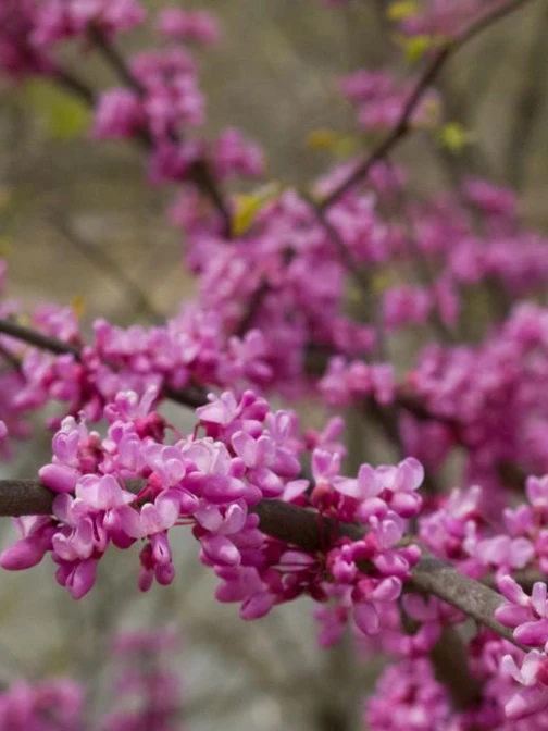 a close-up photo of the pink blossoms on a redbud tree