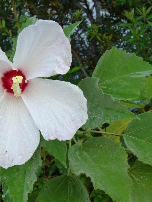 a rosemallow blossom on a leafy stem