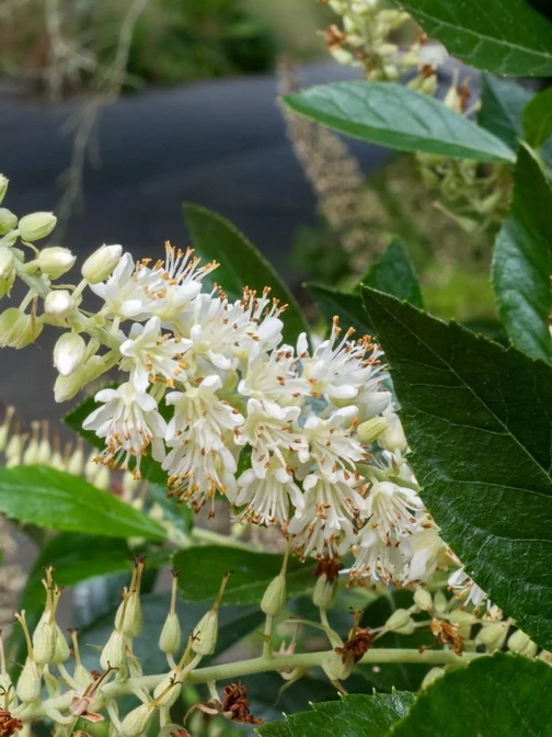 delicate stalk of white blossoms of a summersweet plant