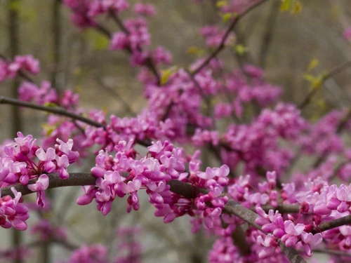 a close-up photo of the pink blossoms on a redbud tree