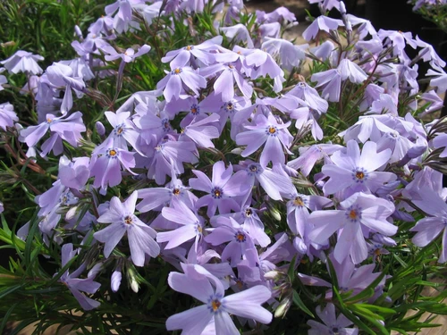 light purple blossoms of a moss phlox plant
