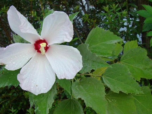 a rosemallow blossom on a leafy stem