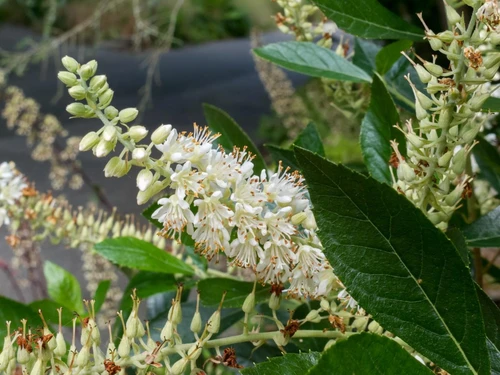 delicate stalk of white blossoms of a summersweet plant