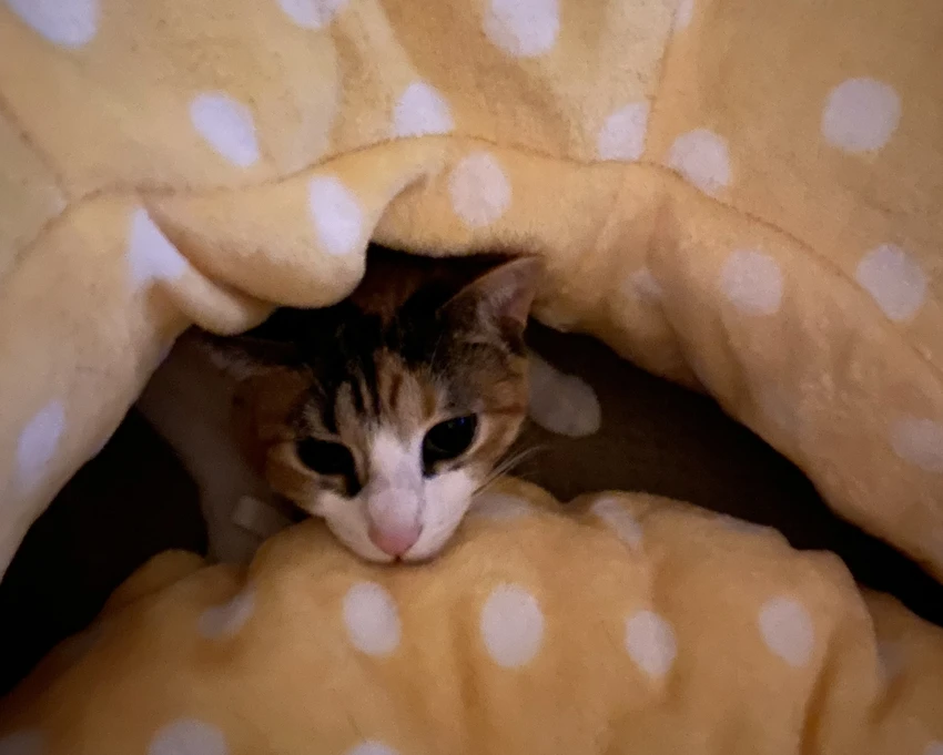 Polka dot kitty