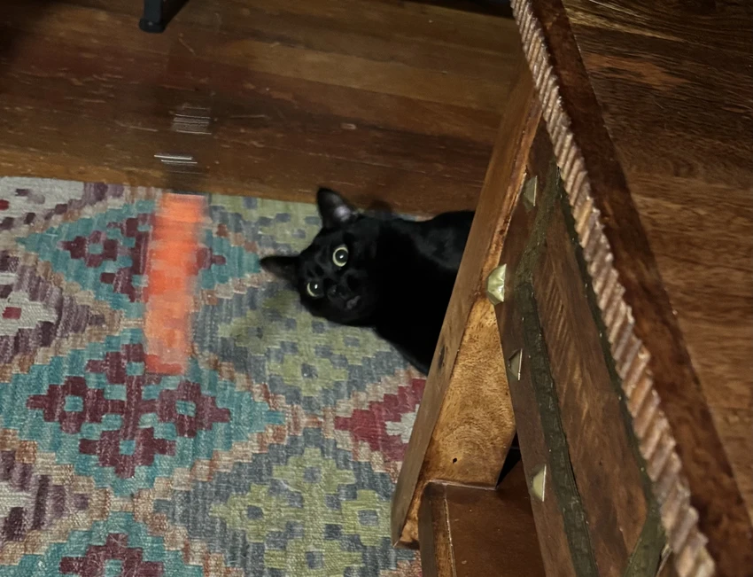 Black kitty in existential crisis