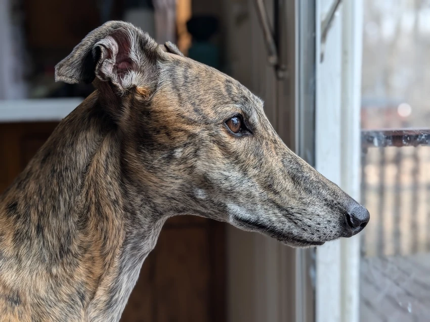 A red brindle greyhound looking out a window